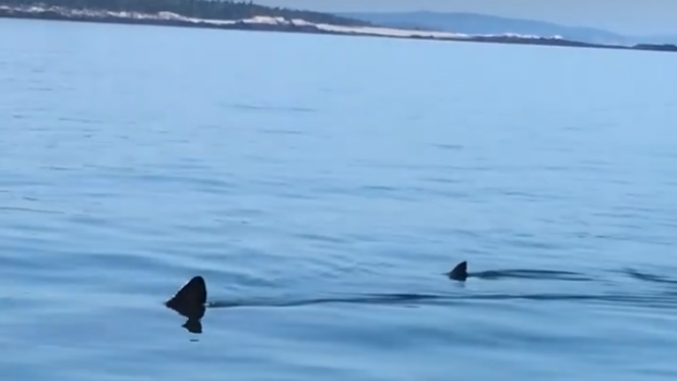 Basking Shark