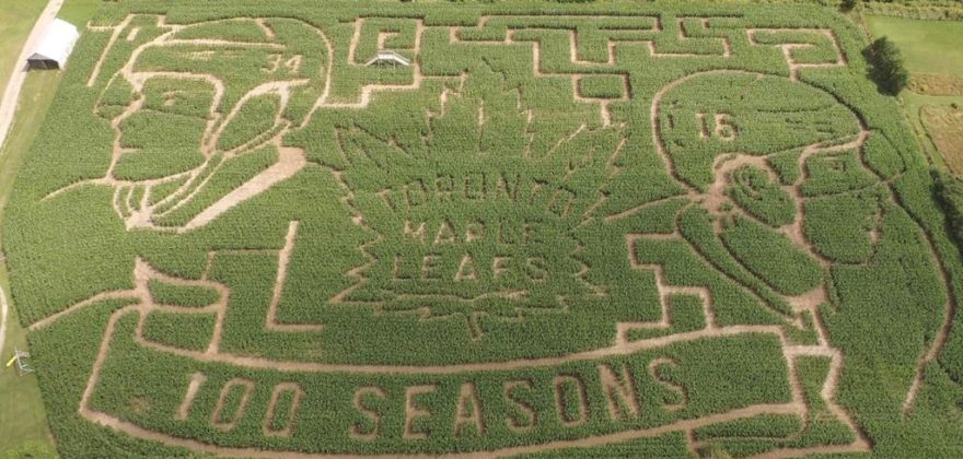 Corn-Leafs