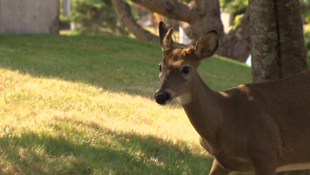 deer