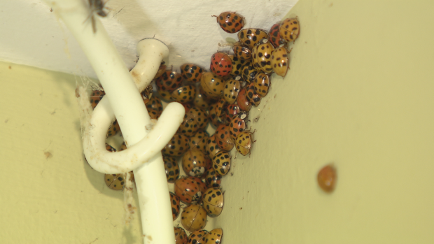 ladybeetles